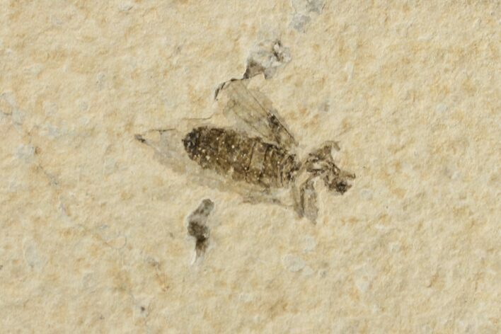 Fossil March Fly (Plecia) - Green River Formation #154415